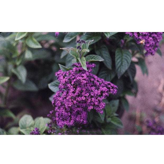 Deep Marine Heliotrope Flower Seeds