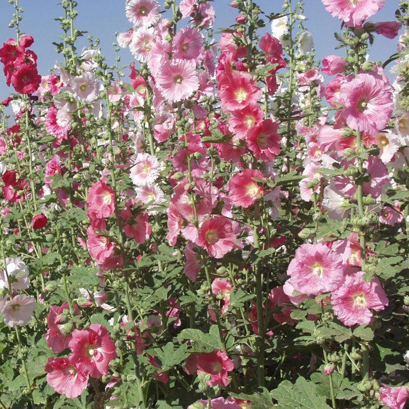 Hollyhock (1/4 lb)