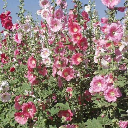 Hollyhock (1/4 lb)