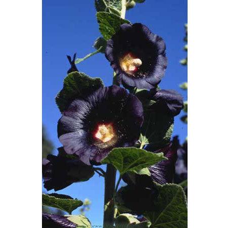 Black Watchman Old Fashioned Hollyhock Flower Seeds