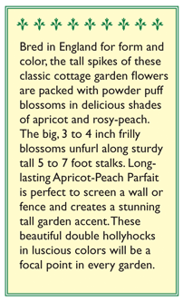 Apricot-Peach Parfait Pom Pom Hollyhock Flower Seeds