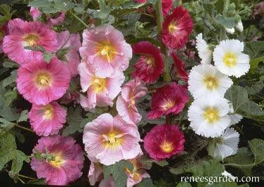 Indian Spring Hollyhock