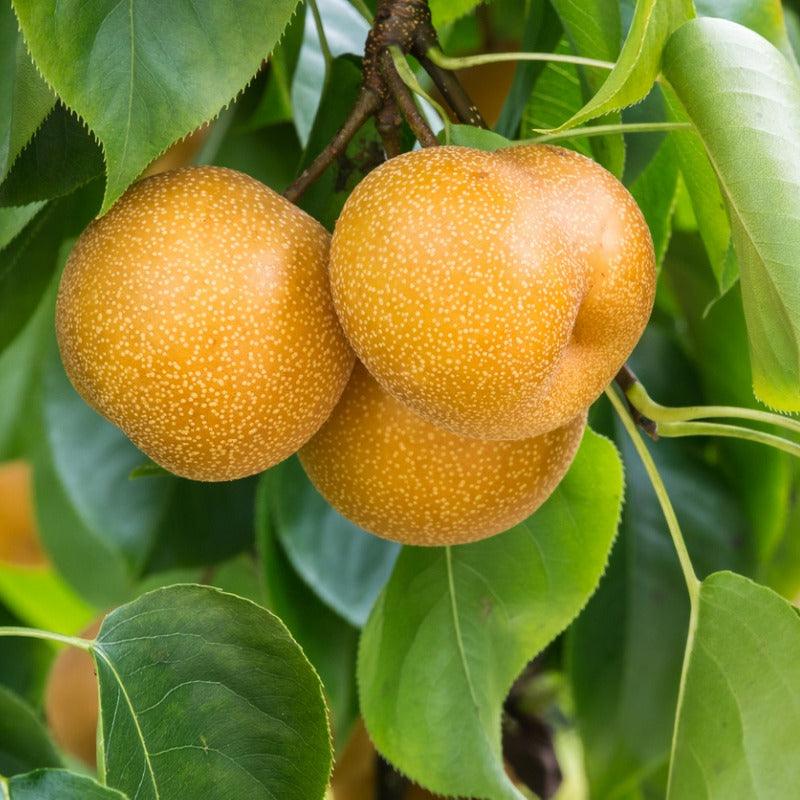 Asian Pears, 4 on 1 Multi Grafted Fruit Tree