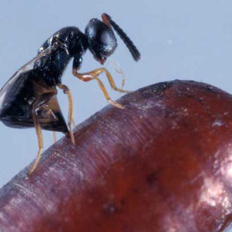 Fly Parasite Complex