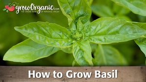 Genovese Basil Seeds (Organic)
