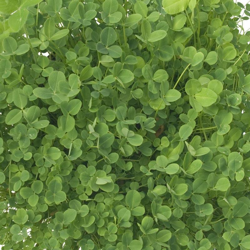 Hykon Rose Clover - Nitrocoated Seed (lb)