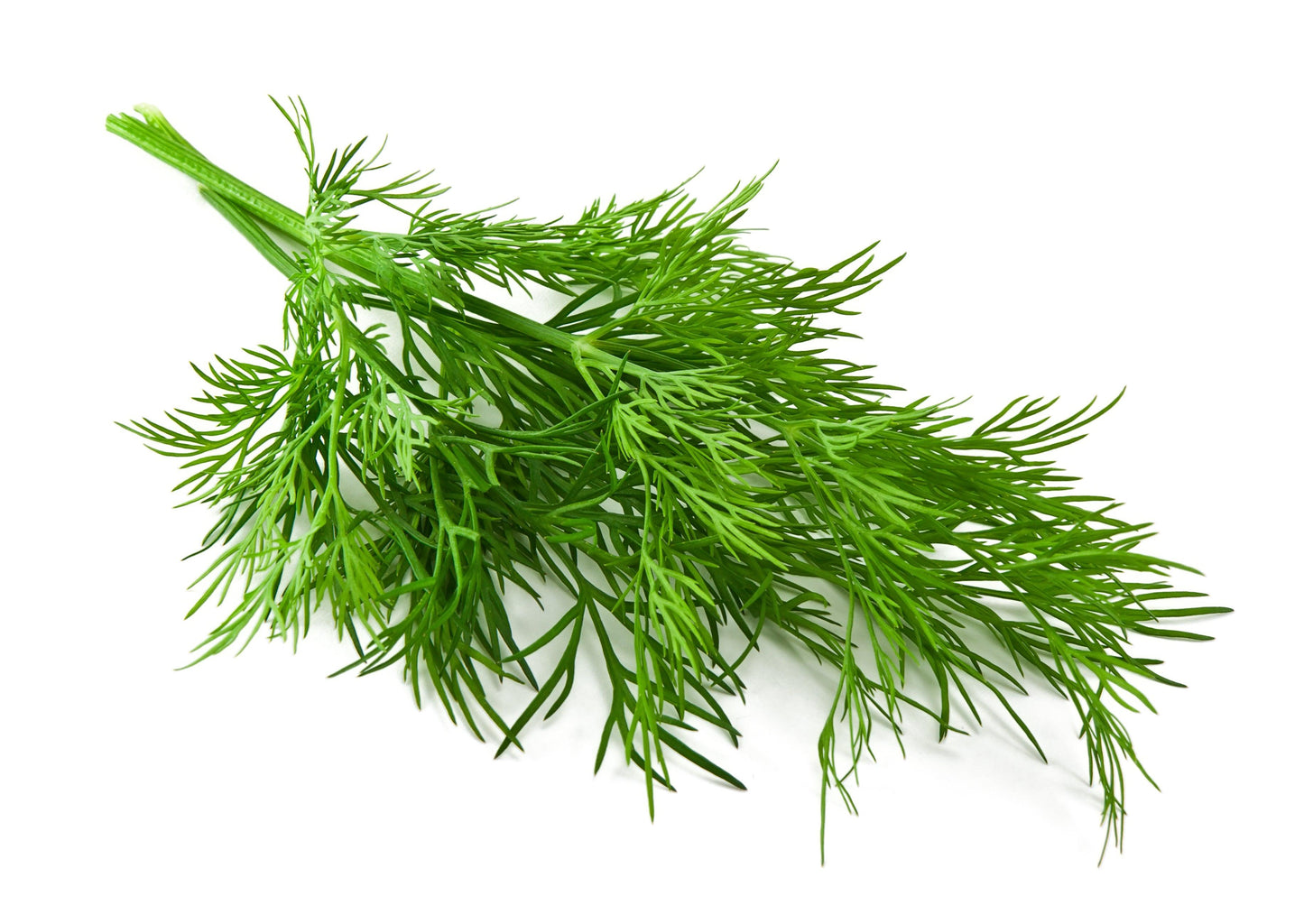 Organic Bouquet Dill