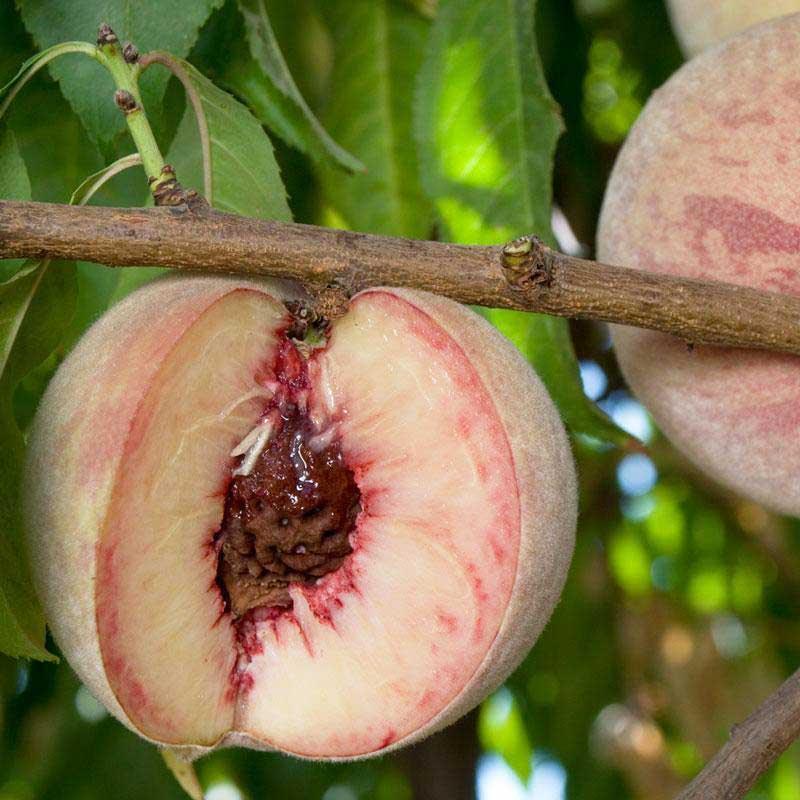 Indian Free White Peach Tree