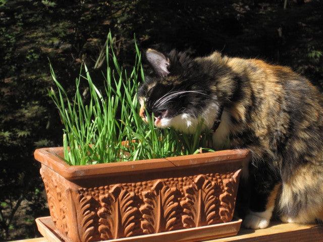 Cat Treats Gourmet Greens Seed Mix