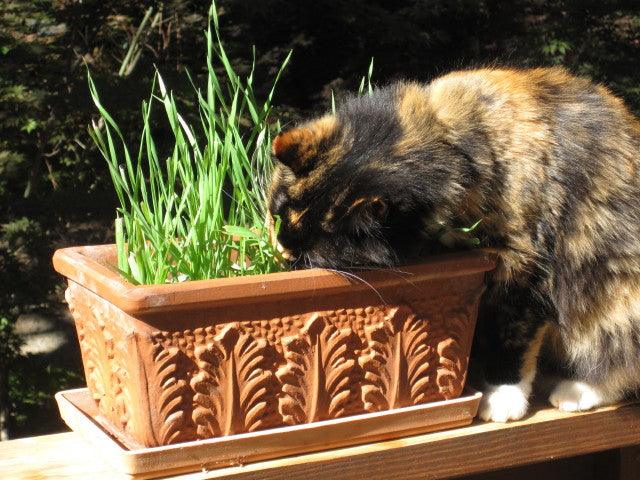Cat Treats Gourmet Greens Seed Mix