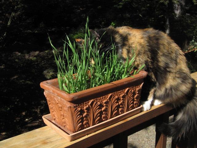 Cat Treats Gourmet Greens Seed Mix