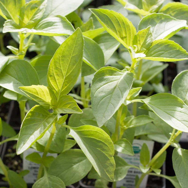 Lemon Basil Seeds (Organic)