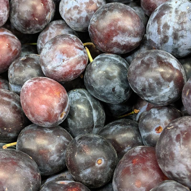 Italian Plum Tree