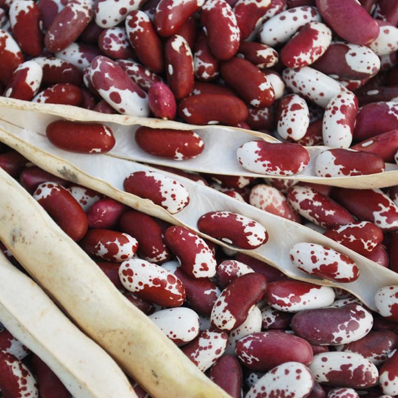 Jacob's Cattle Bush Dry Bean (Organic)