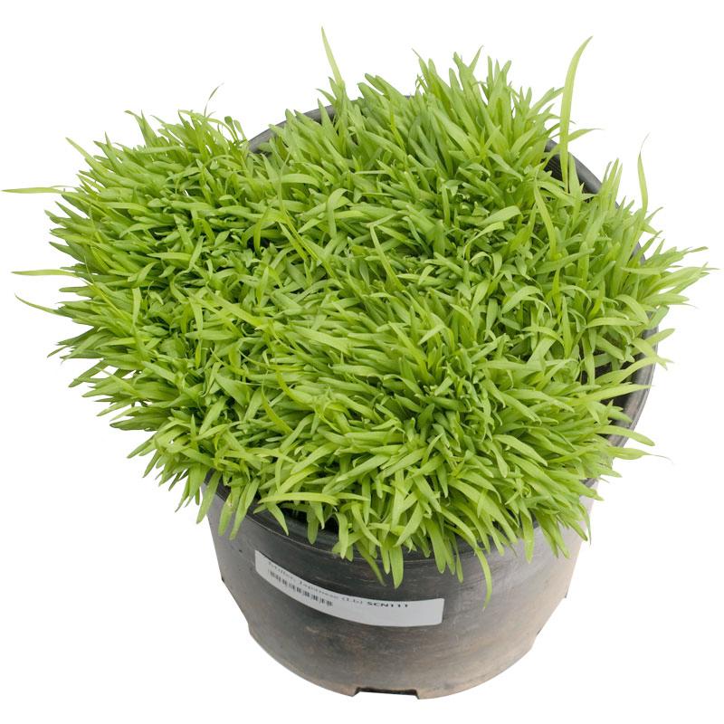 Japanese Millet Seed (Lb)