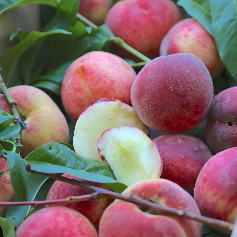 North San Juan Blood Peach Tree