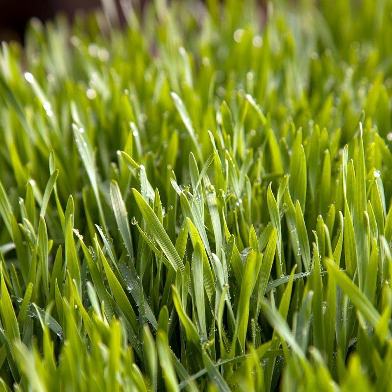 Triticale Seed (lb)