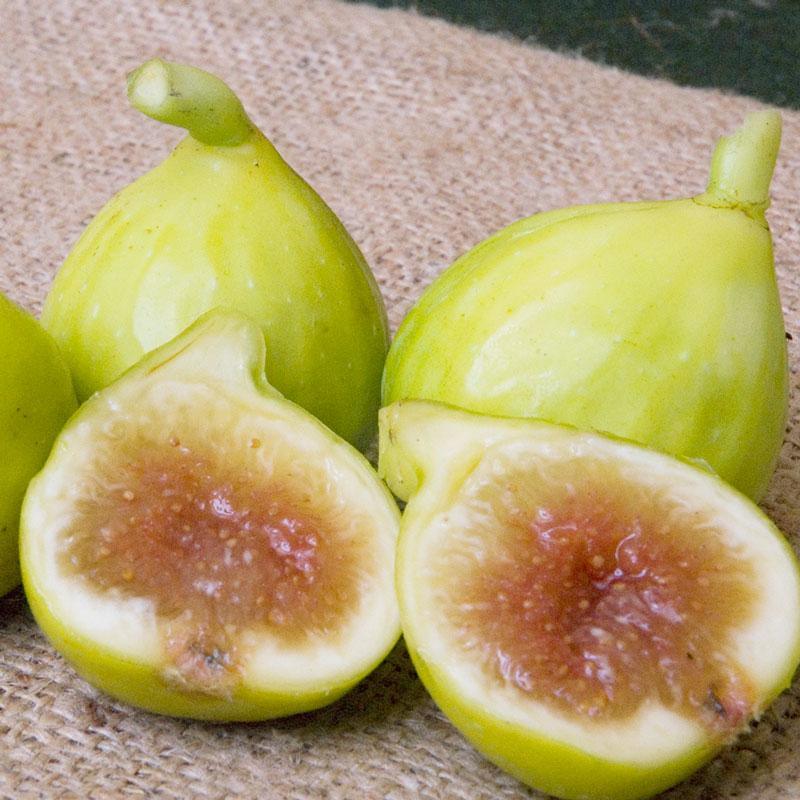 Kadota Potted Fig Tree