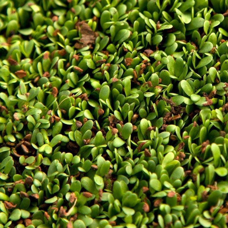 Ladak Alfalfa - Raw Seed (lb)