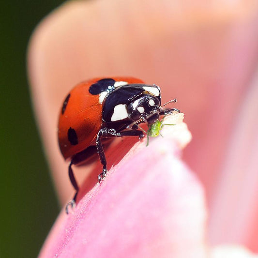Ladybugs (Netted Bag of 1,500) - Store Pickup