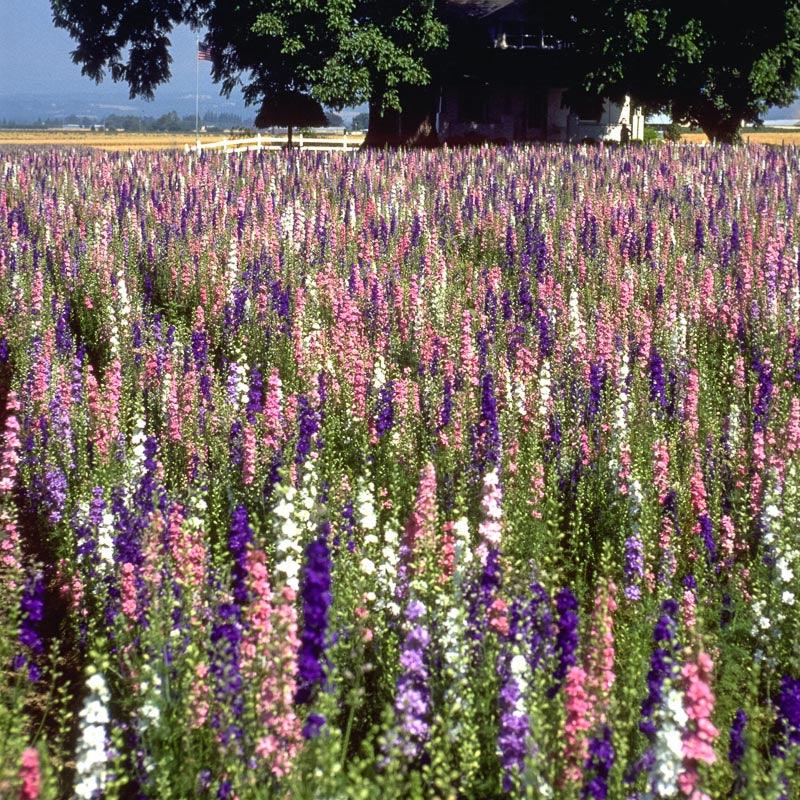 Larkspur Mixed Colors (pack)