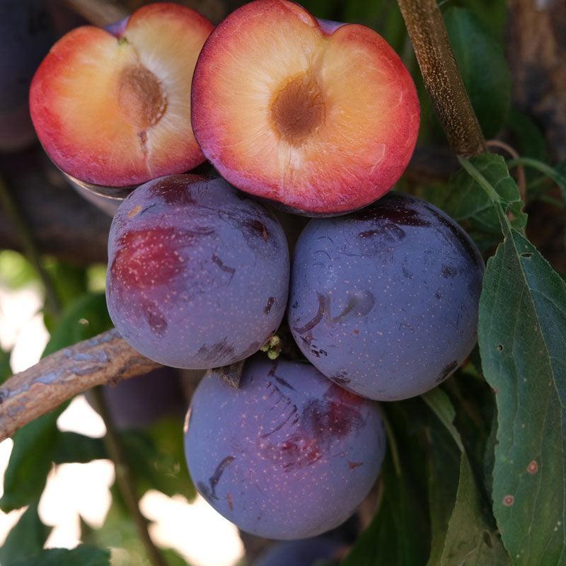 Japanese Plum, 3 on 1 Multi Grafted Fruit Tree