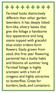 Fernleaf Lavender Seeds