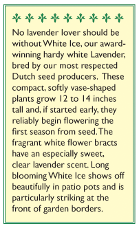 White Ice Container Lavender Seeds