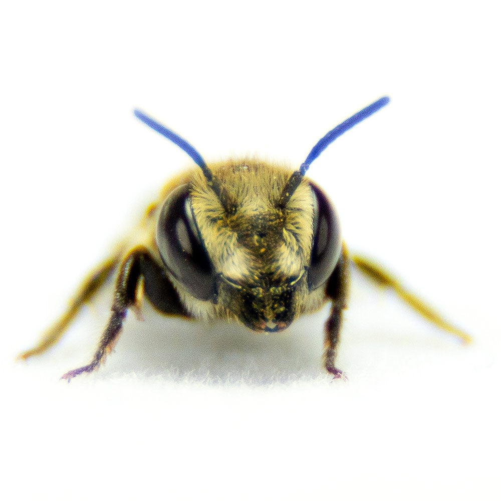 Summer Leaf Bees - (200ct) Free FedEx 2-Day Mail