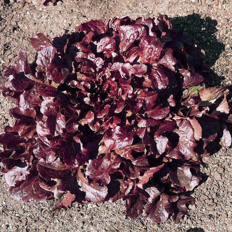 Organic Lettuce, Red Oakleaf (1 oz)
