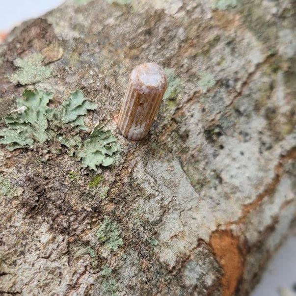 Organic Chestnut Mushroom Outdoor Log Kit