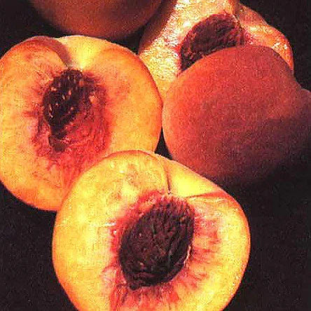 Loring Peach Tree