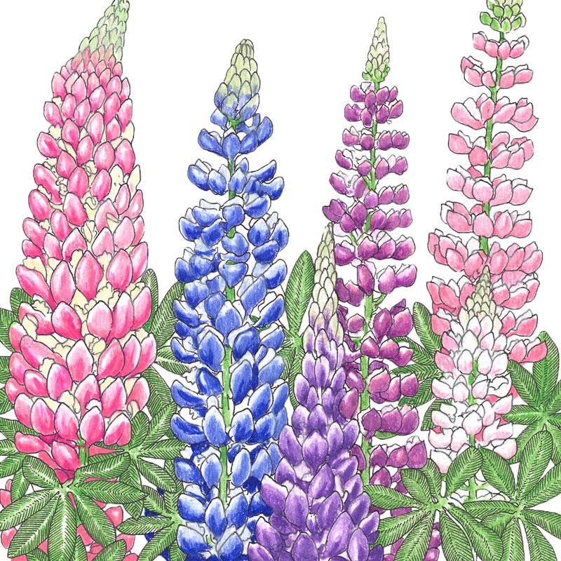 Lupine, Russell (1/4 lb)