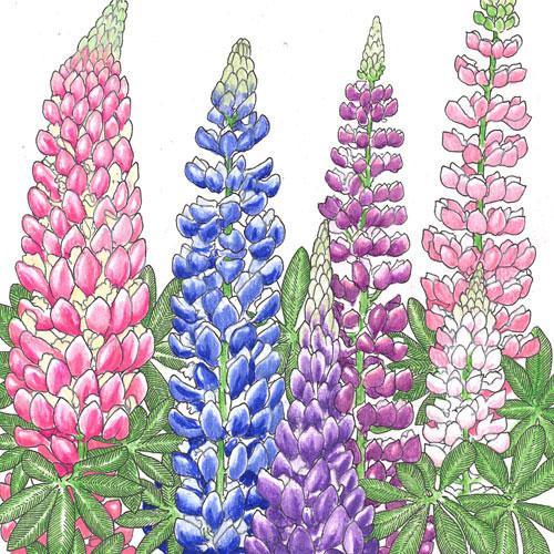 Lupine, Russell (lb)