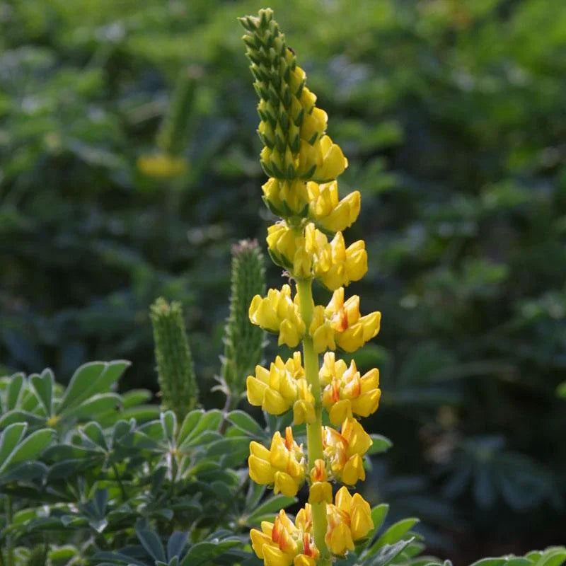 Lupine, Yellow 1/4lb