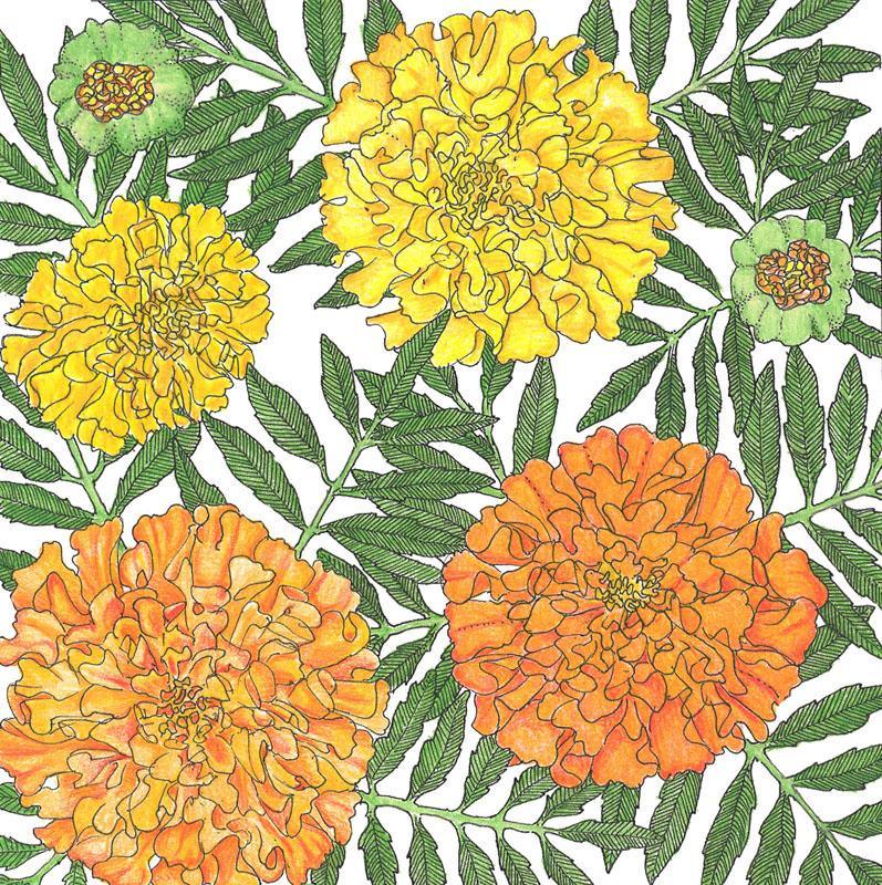 Marigold, African (1/4 lb)