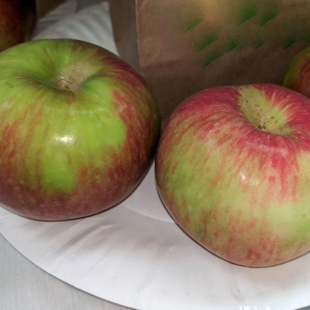 McIntosh Apple Tree