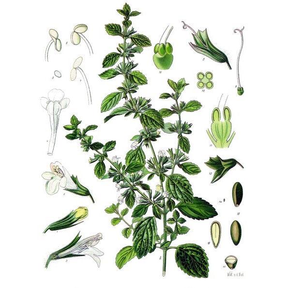 Strictly Medicinal Lemon Balm Seeds (Organic)