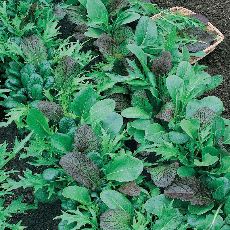 Mesclun Mix Greens Seeds (Organic)