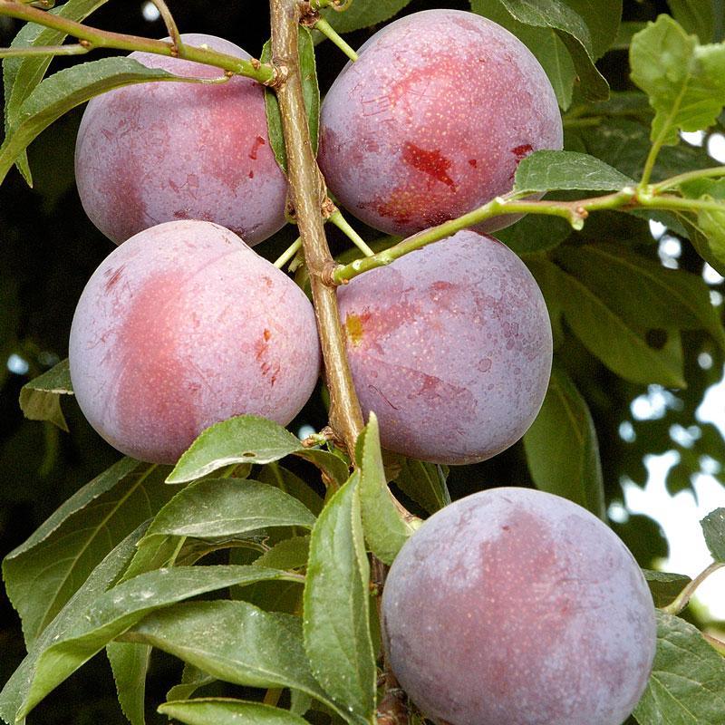 Low Chill Plum, 4 on 1 Multi Grafted Fruit Tree