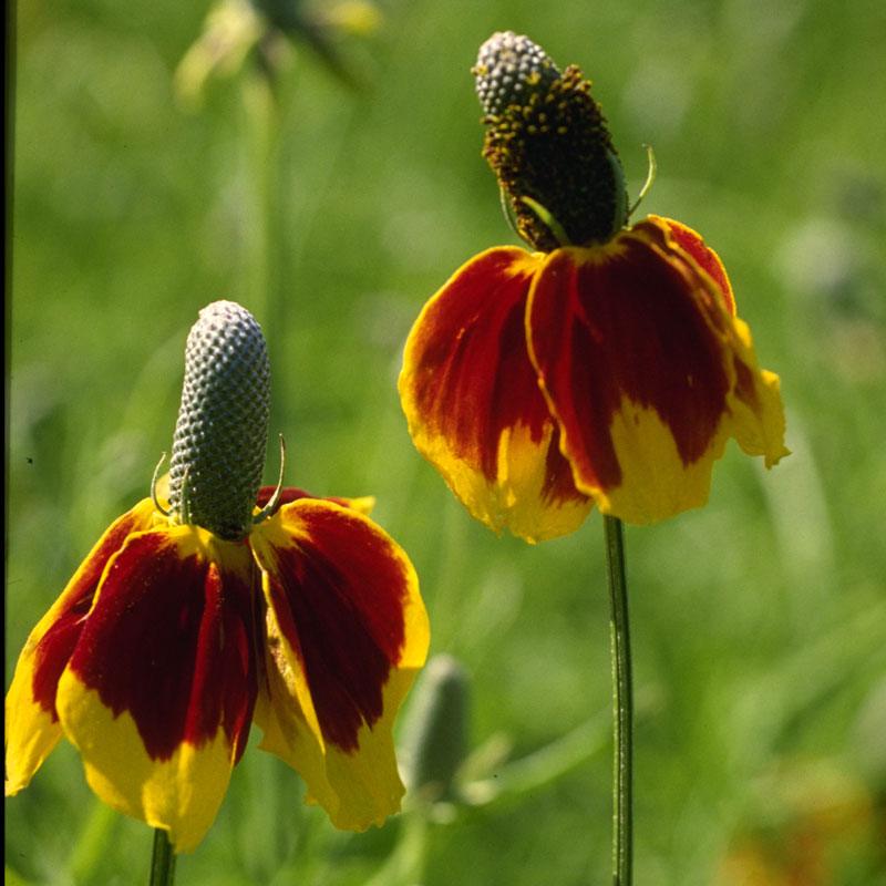 Mexican Hat (pack)