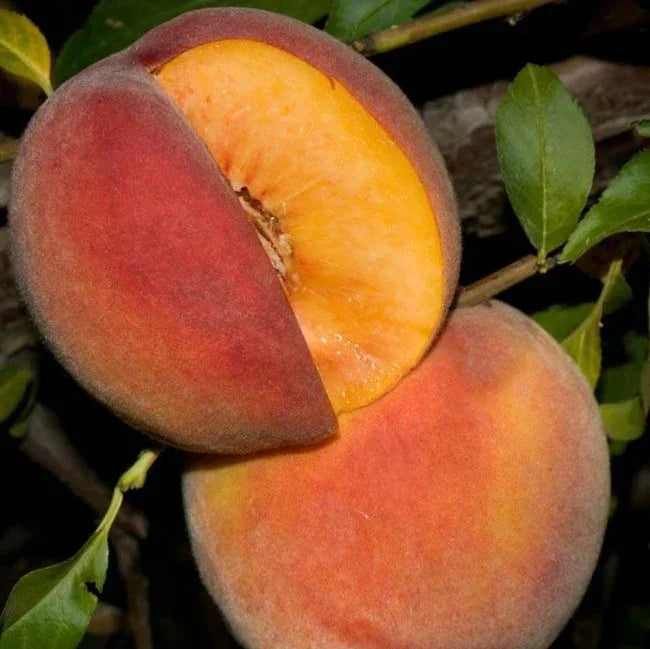 Mid-Pride Peach Tree