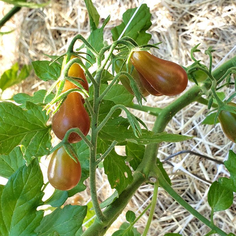Midnight Pear Cherry Tomato Seeds (Organic)