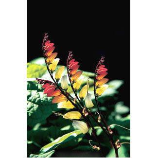 Exotic Love Vine Mina Lobata Flower Seeds