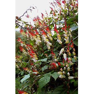 Exotic Love Vine Mina Lobata Flower Seeds