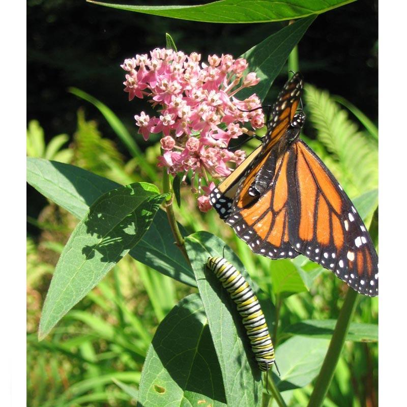 Peaceful Valley Save the Monarch Kit - Midwest to Northeast (1/8 lb)