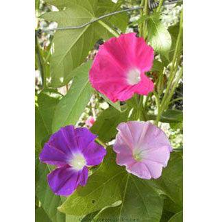 Early Call Morning Glory Flower Seeds