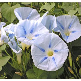 Glacier Star Morning Glory Flower Seeds