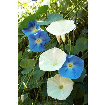 Mailbox Morning Glory Flower Seed Mix