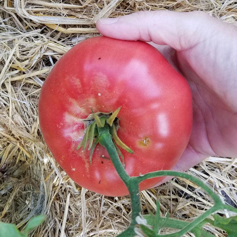 Mortgage Lifter VFN Tomato (Organic)